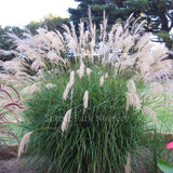 Miscanthus transmorrisonensis