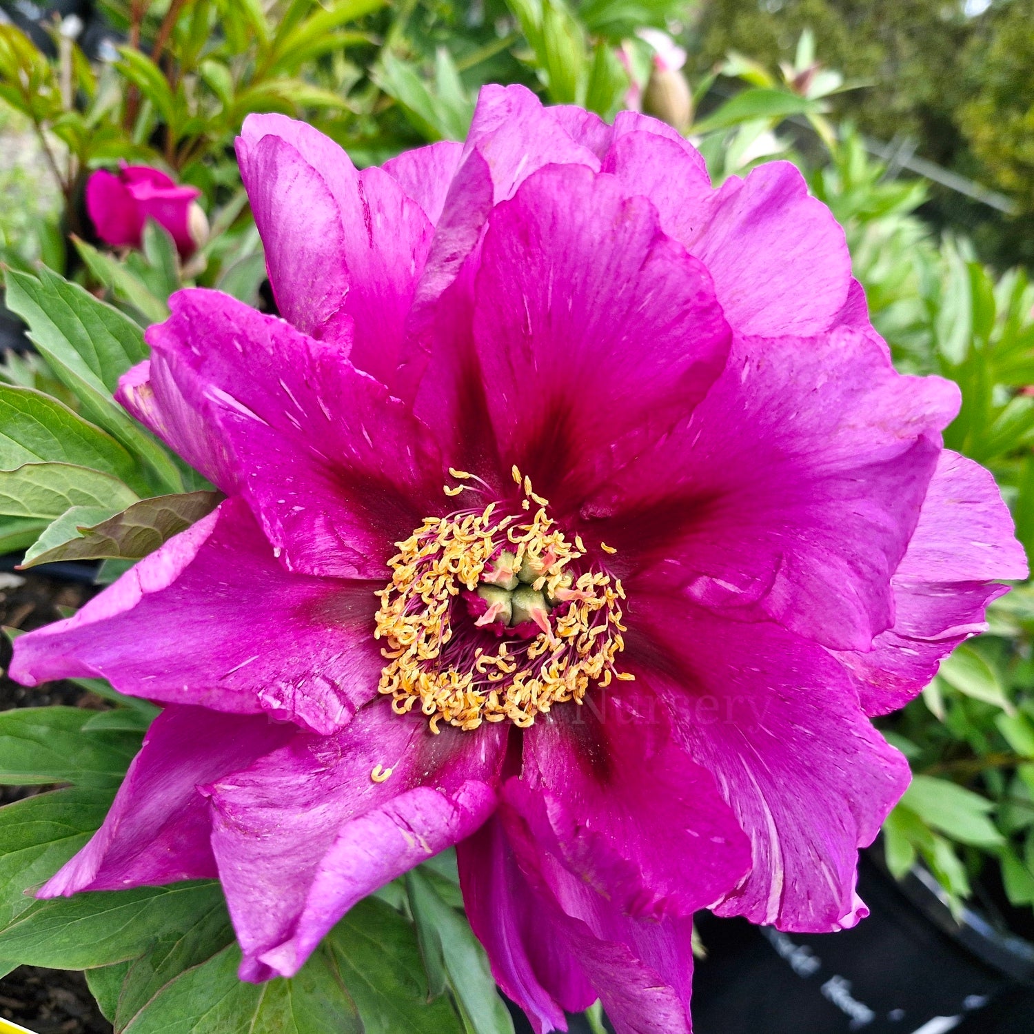 Itoh Peony 'Morning Lilac'