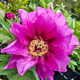 Itoh Peony 'Morning Lilac'