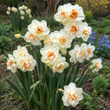 Daffodil 'Abba'