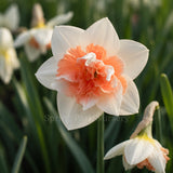 Daffodil 'Candy Princess'