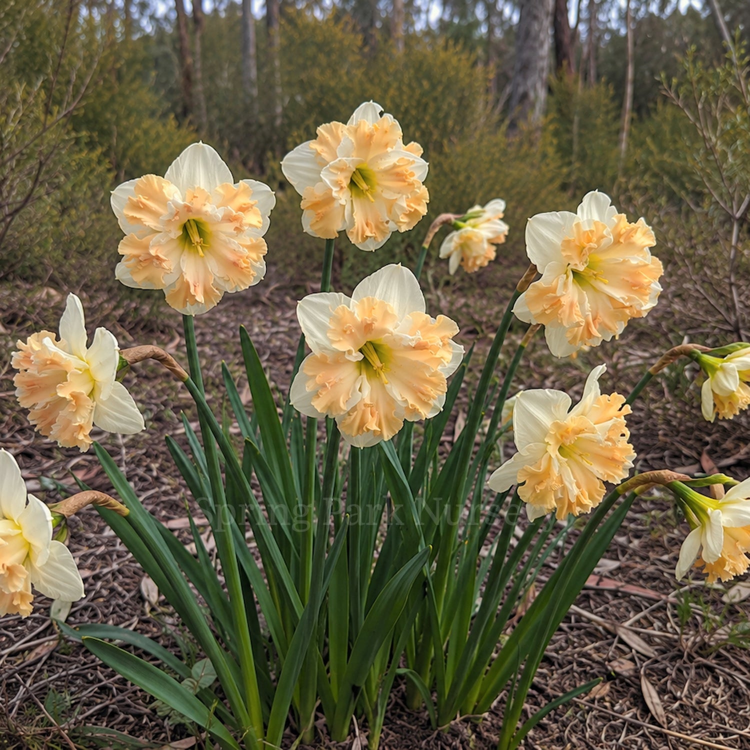 Daffodil 'Cum Laude'