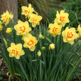 Daffodil 'Double Fashion'