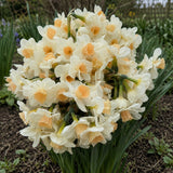 Daffodil 'Kapiti Peach'