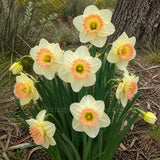 Daffodil 'Martha Stewart'