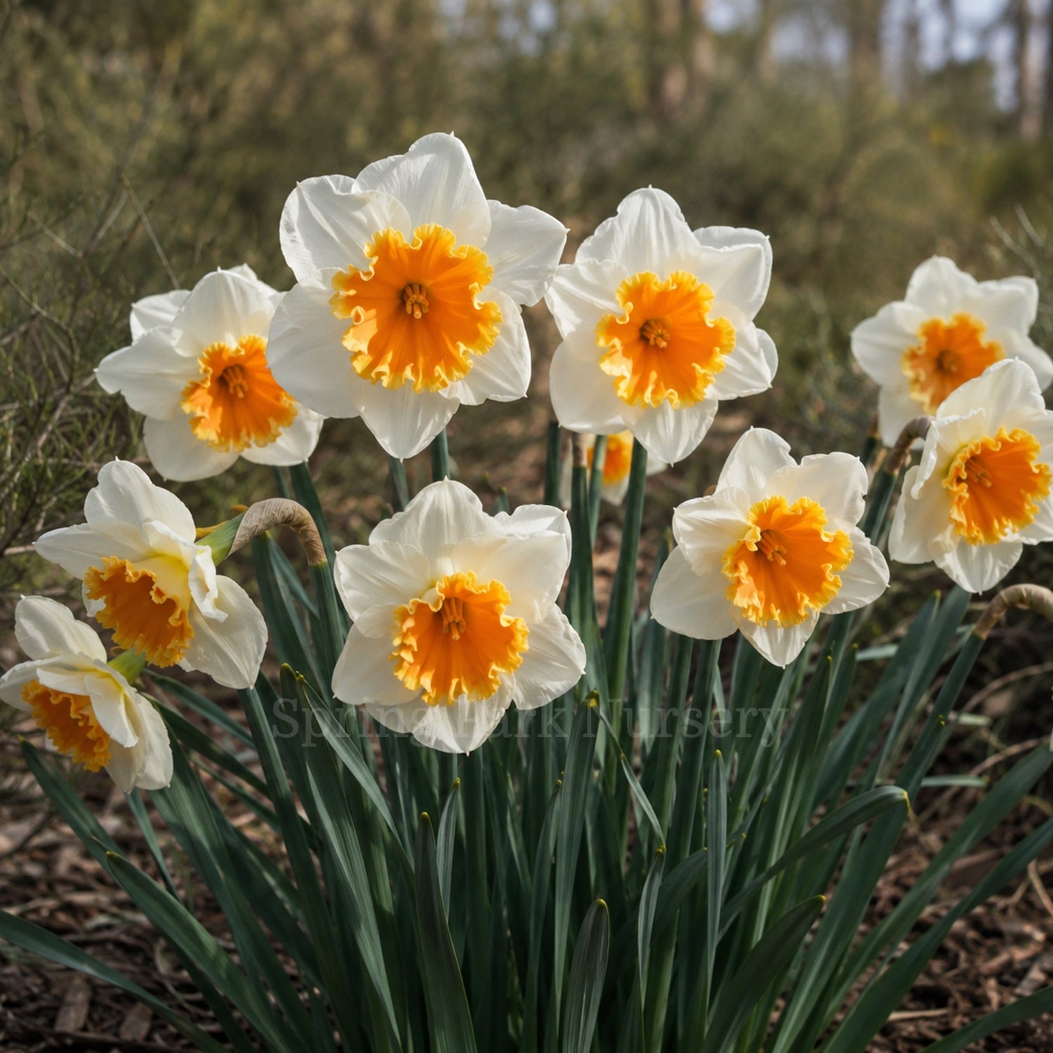 Daffodil 'Soesdijk'