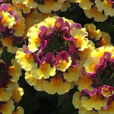 Nemesia 'Rhubarb & Custard'