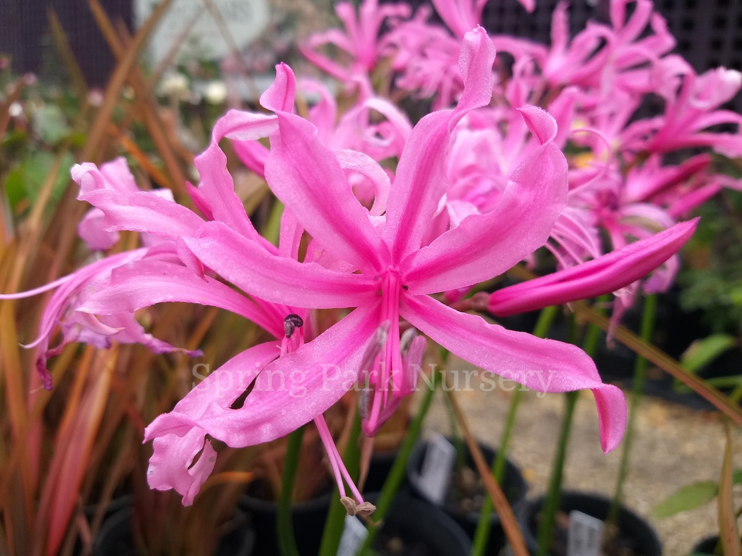 Nerine bowdenii