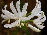 Nerine undulata (Flexuosa Group) 'Alba'