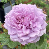 Novalis - 90cm Standard