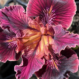 Pacific Coast Iris 'Spice Trader'