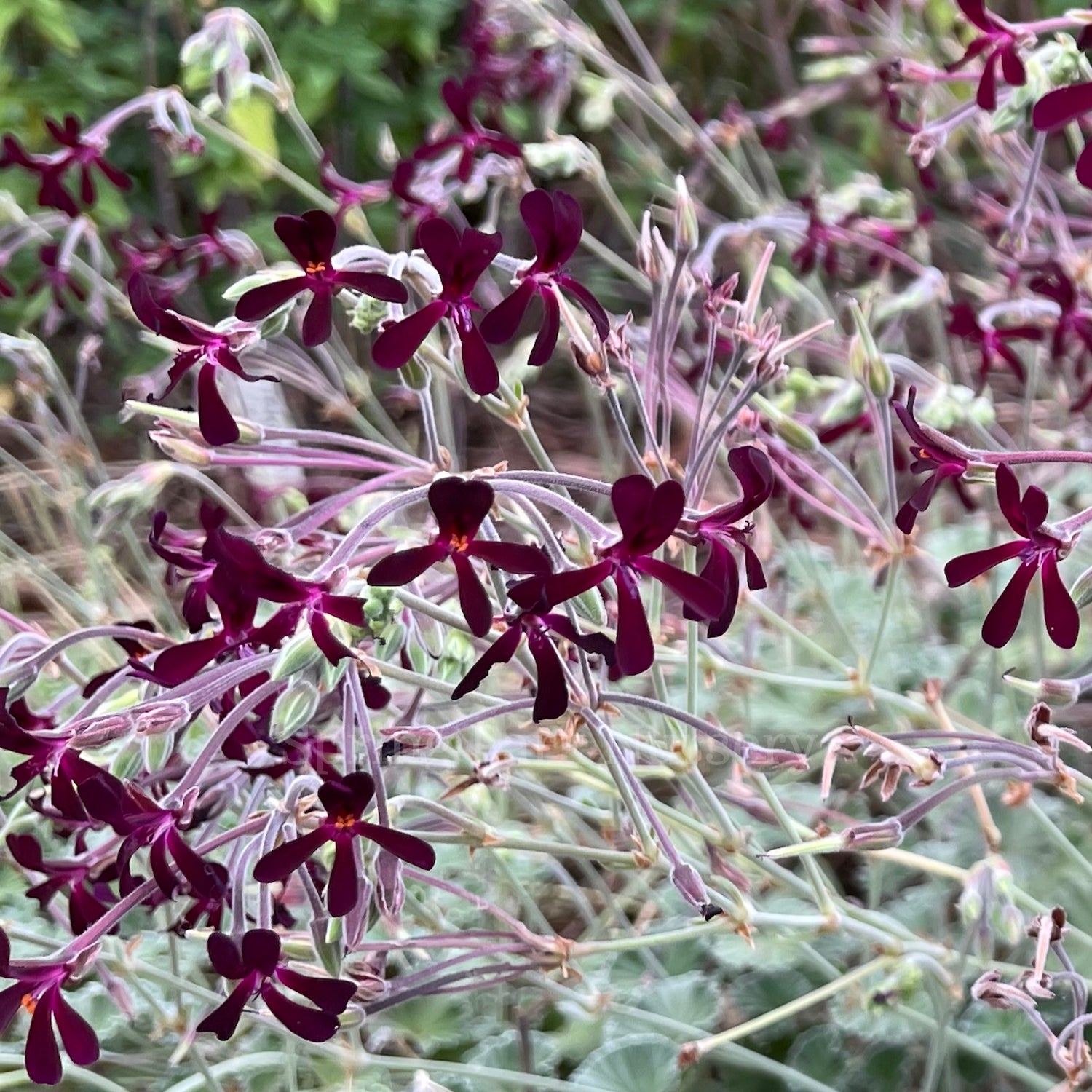 Pelargonium sidoides