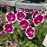 Petunia Painted Love