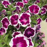 Petunia Painted Love