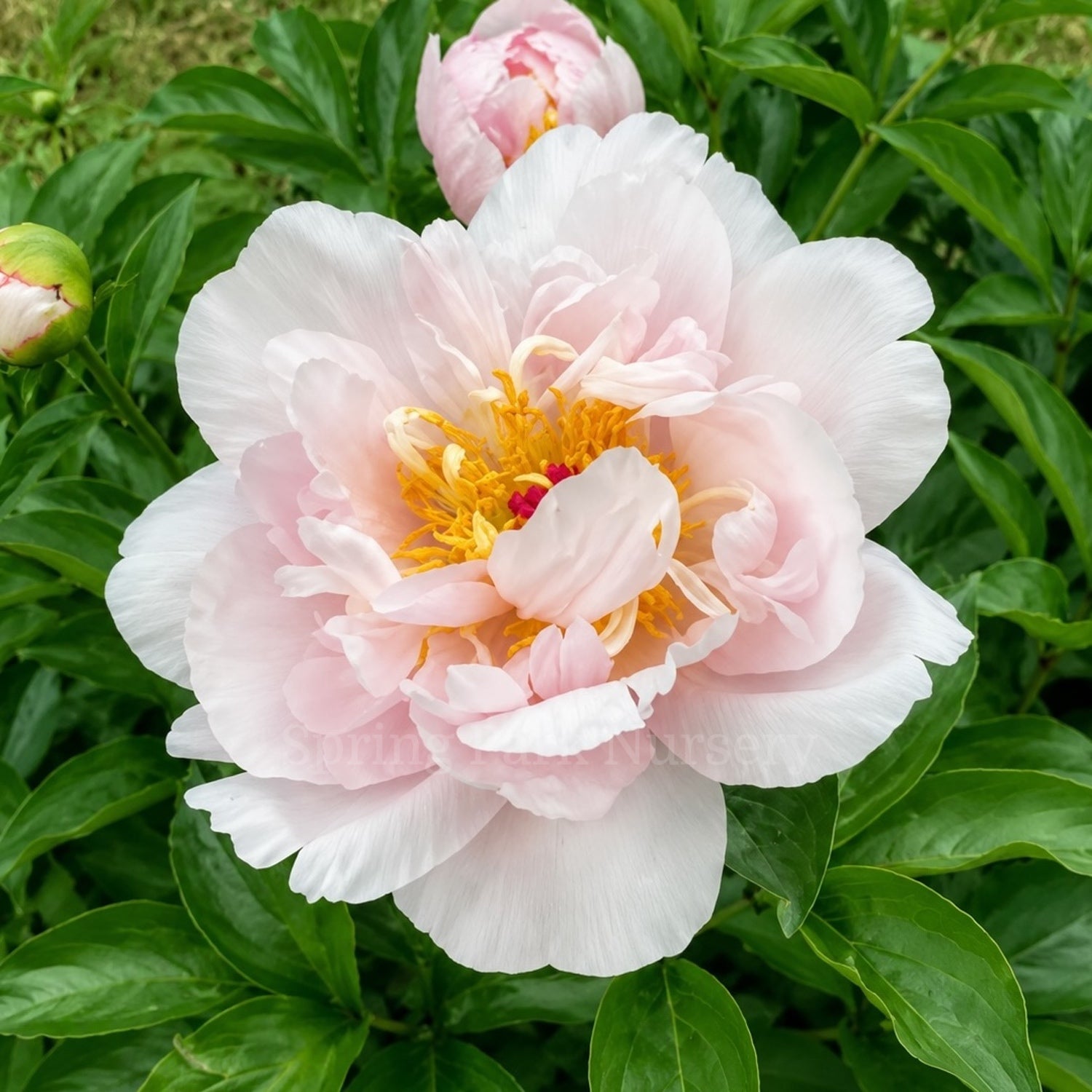 Herbaceous Peony 'Pink Vanguard'