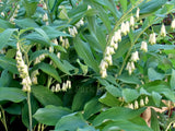 Polygonatum x hybridum