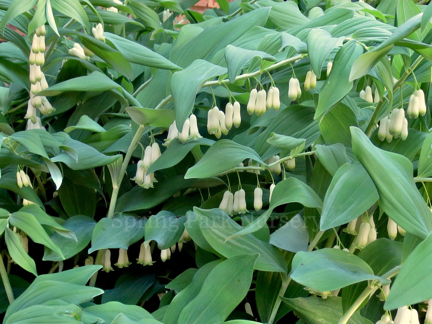 Polygonatum x hybridum