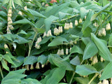 Polygonatum x hybridum