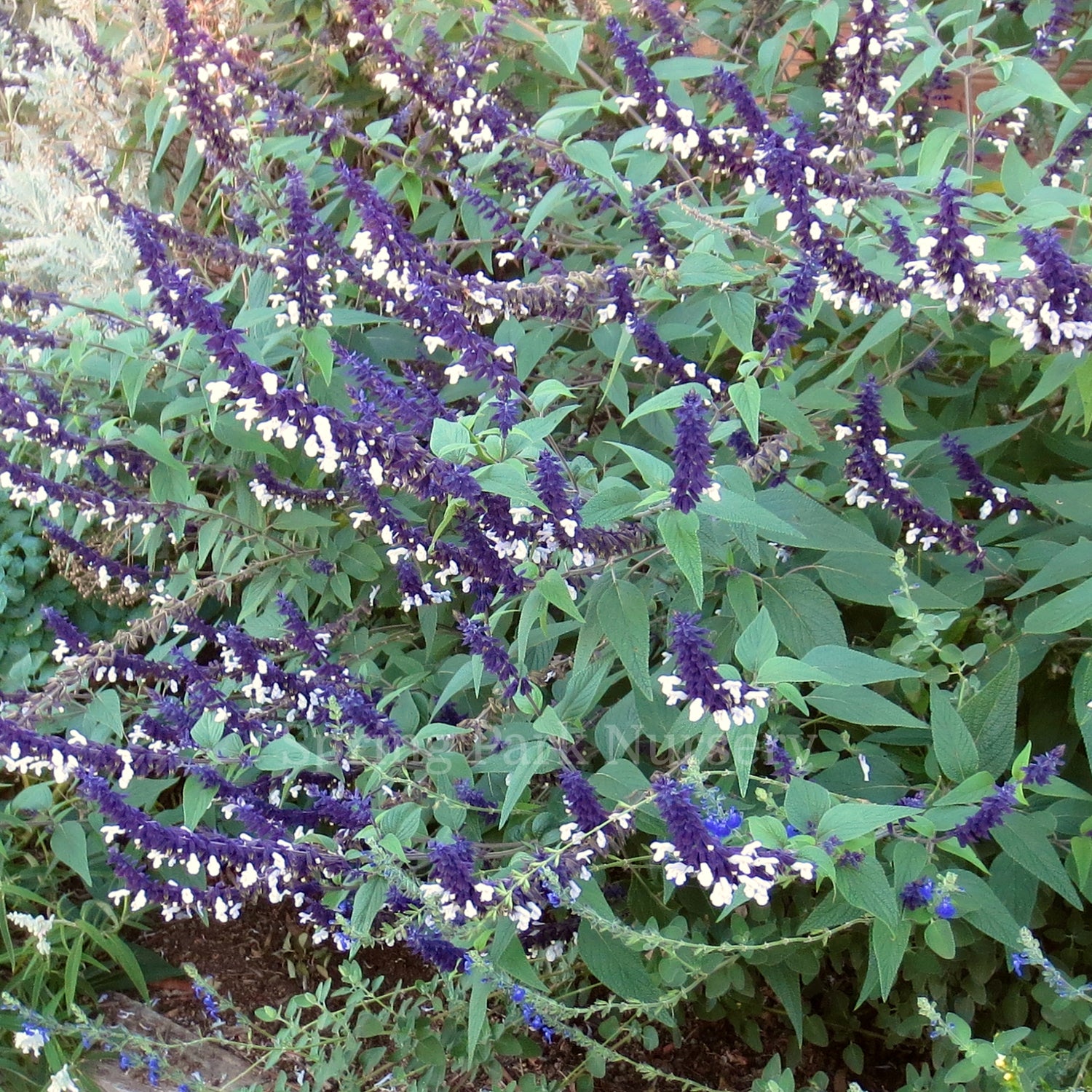 Salvia 'Meigan's Magic'