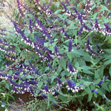 Salvia 'Meigan's Magic'