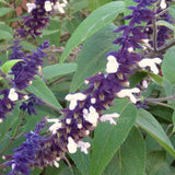 Salvia 'Meigan's Magic'