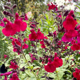 Salvia 'Silas Dyson'
