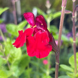 Salvia 'Silas Dyson'