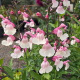 Salvia microphylla 'Candleglow'
