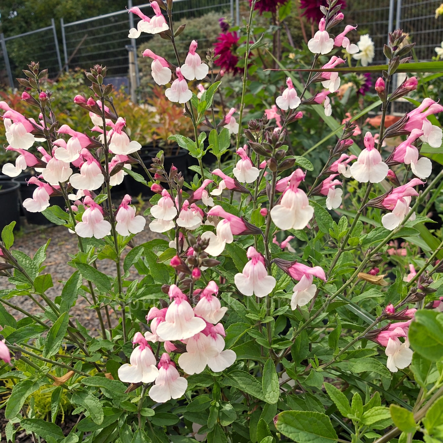Salvia microphylla 'Candleglow'