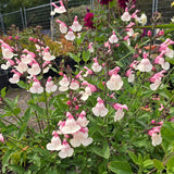 Salvia microphylla 'Candleglow'