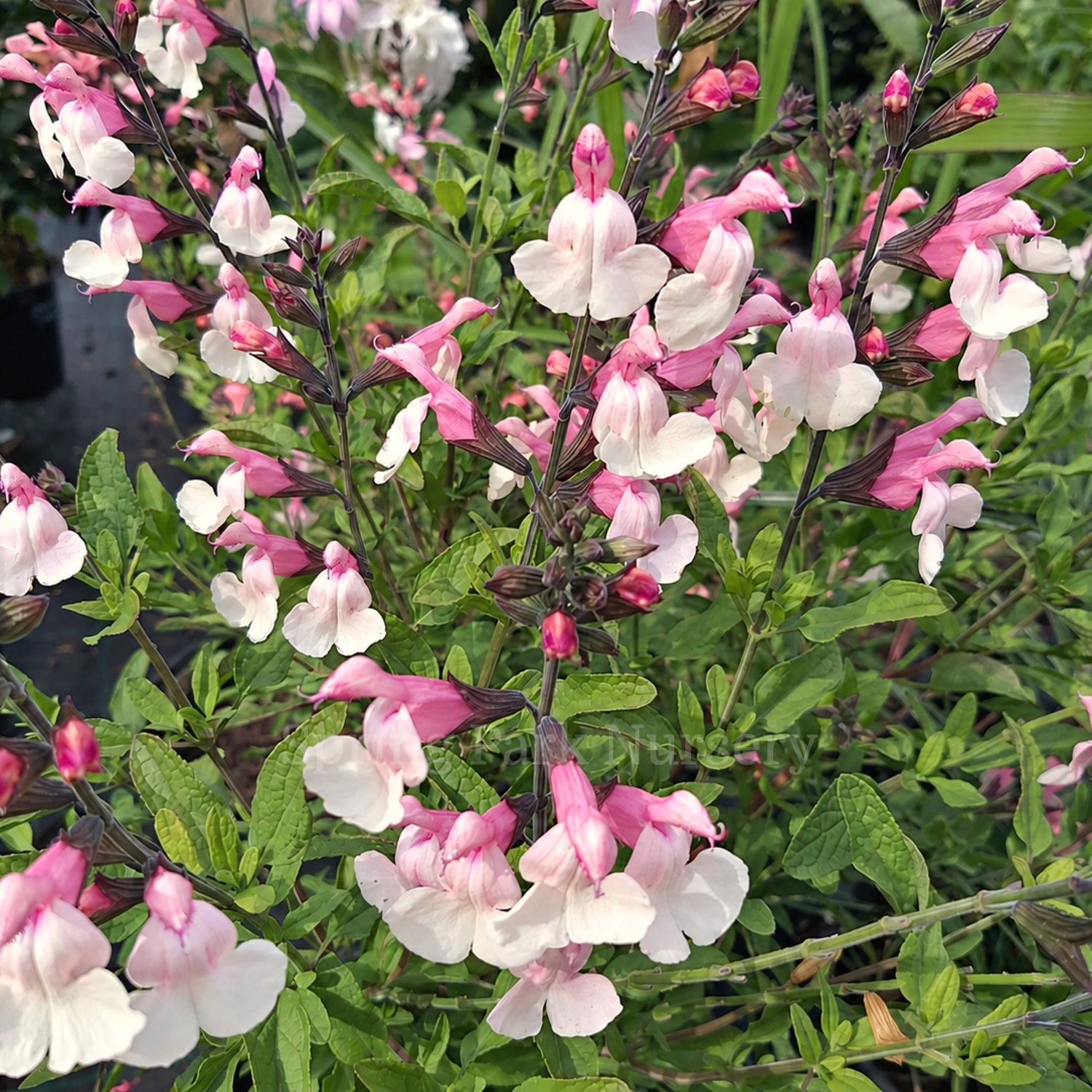 Salvia microphylla 'Candleglow'
