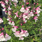 Salvia microphylla 'Candleglow'