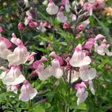 Salvia microphylla 'Candleglow'