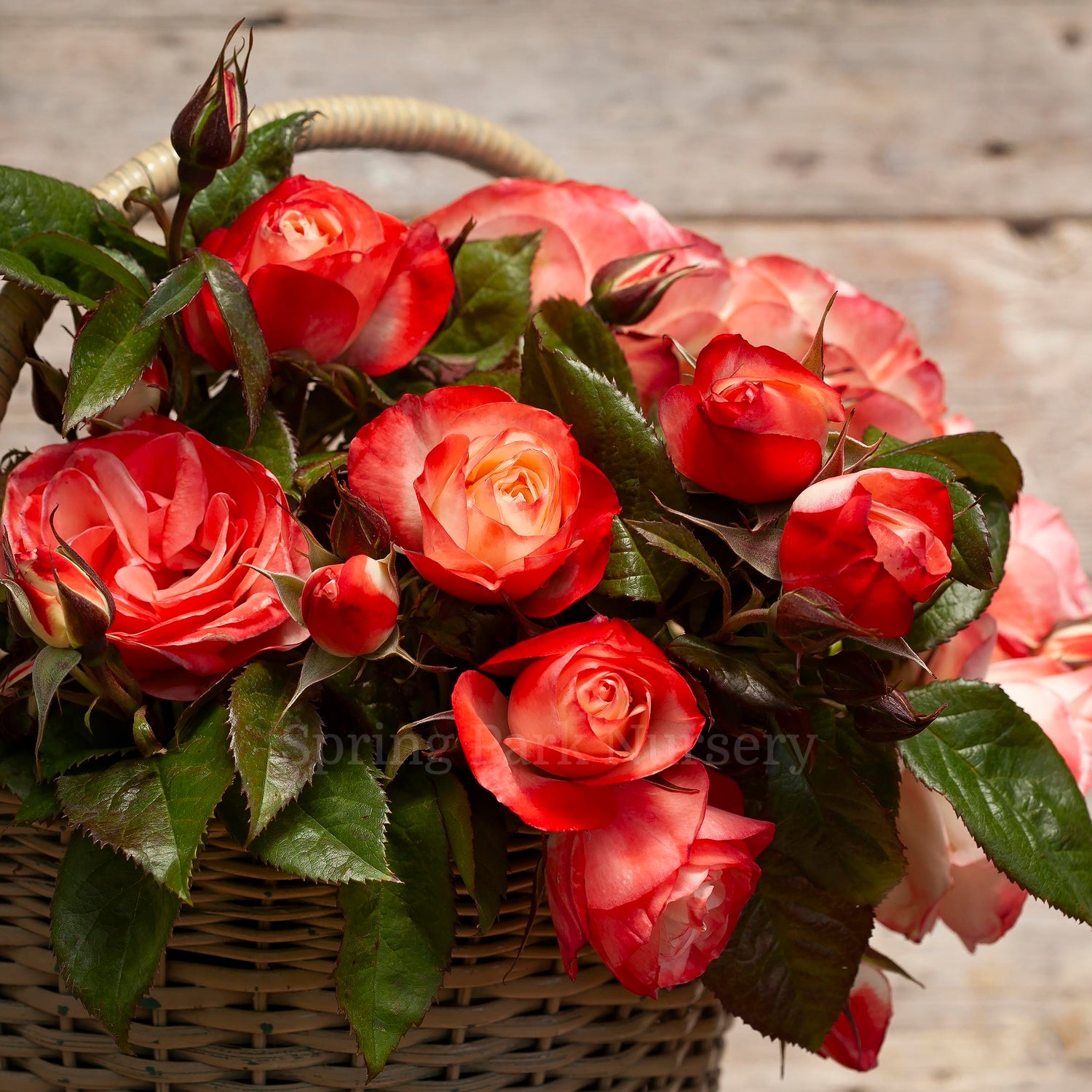 Valentine