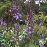 Veronica perfoliata