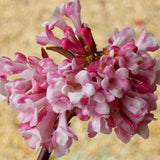 Viburnum farreri