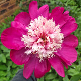 Herbaceous Peony 'White Cap'