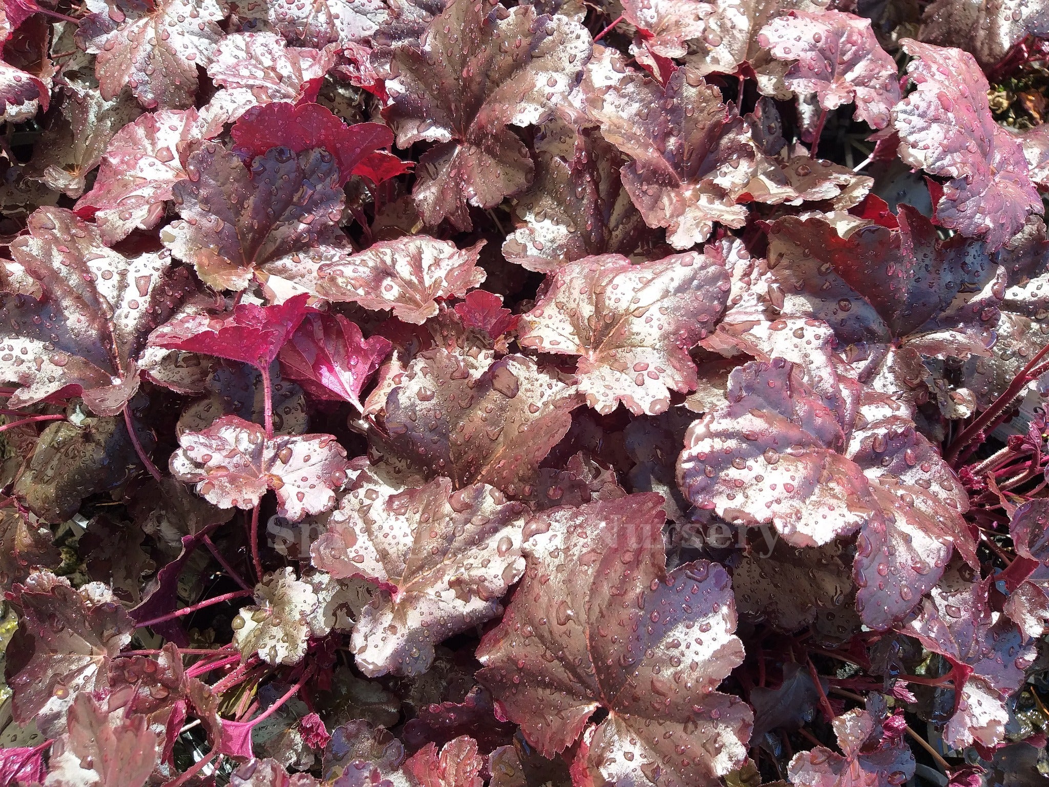 Heuchera 'Obsidian'