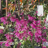 Agastache mexicana Forever Summer Berry