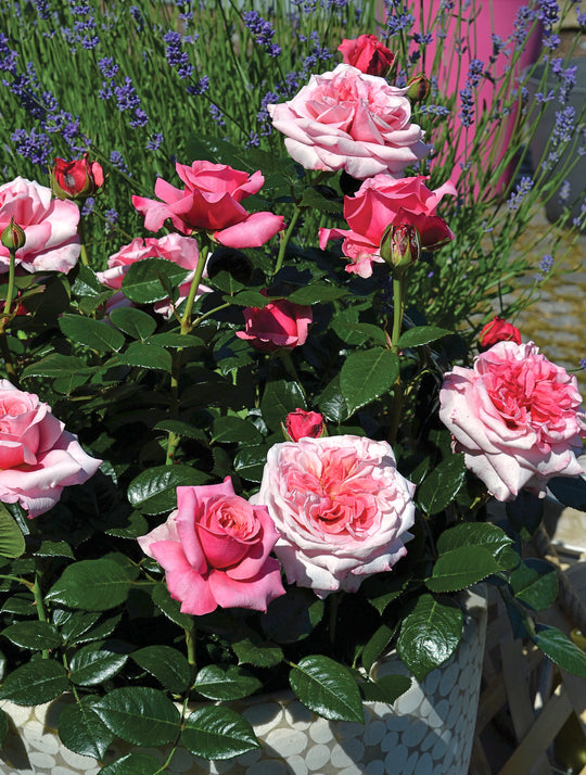 Showpiece Roses – Spring Park Nursery