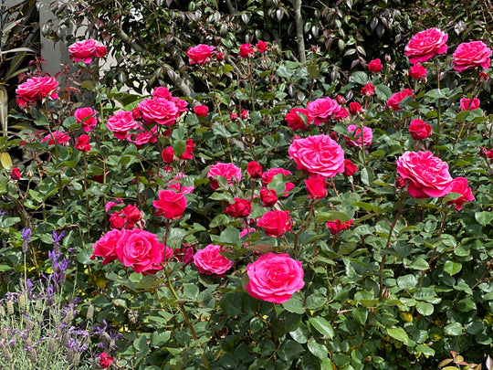 Showpiece Roses – Spring Park Nursery